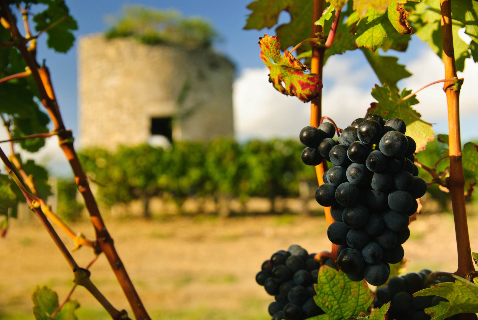 Médoc wines